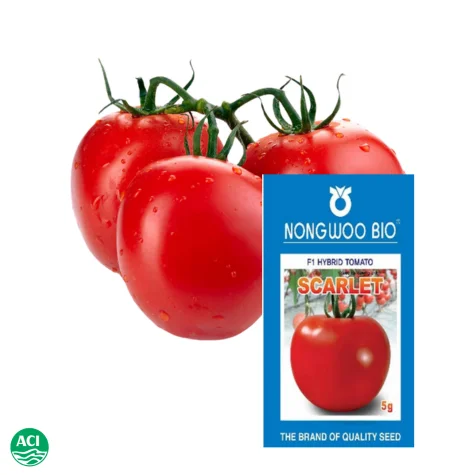 Scarlet F1 Hybrid Tomato Seed - স্কারলেট হাইব্রিড টমেটো বীজ (High Yielding)