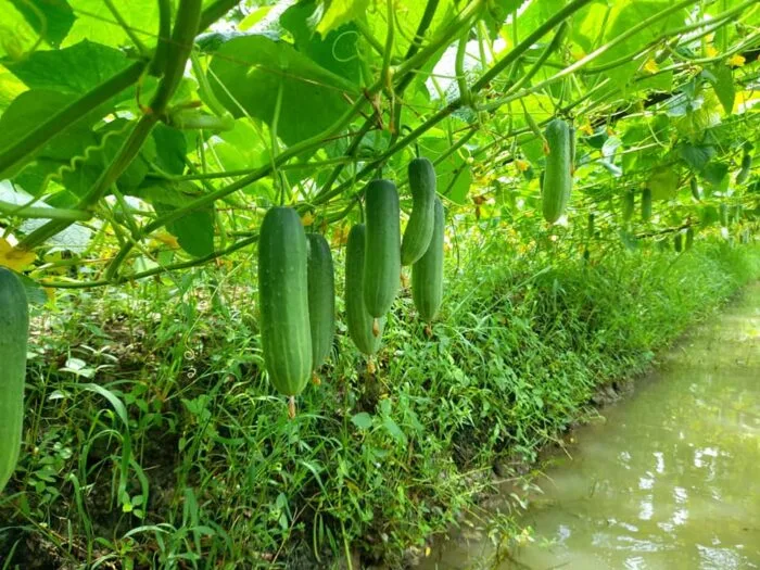 F1 Cucumber -  Femous (ফেমাস)