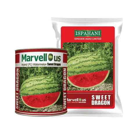 F1 Hybrid Watermelon Sweet Dragon Seeds - উচ্চফলনশীল ও সুমিষ্ট হাইব্রিড তরমুজ সুইট ড্রাগন
