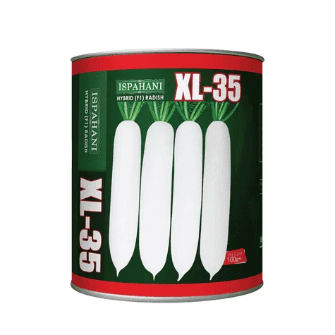 XL-35 F1 Hybrid Radish Seed - এক্সএল-৩৫ হাইব্রিড মূলা বীজ (Fast Growing & High Yield)