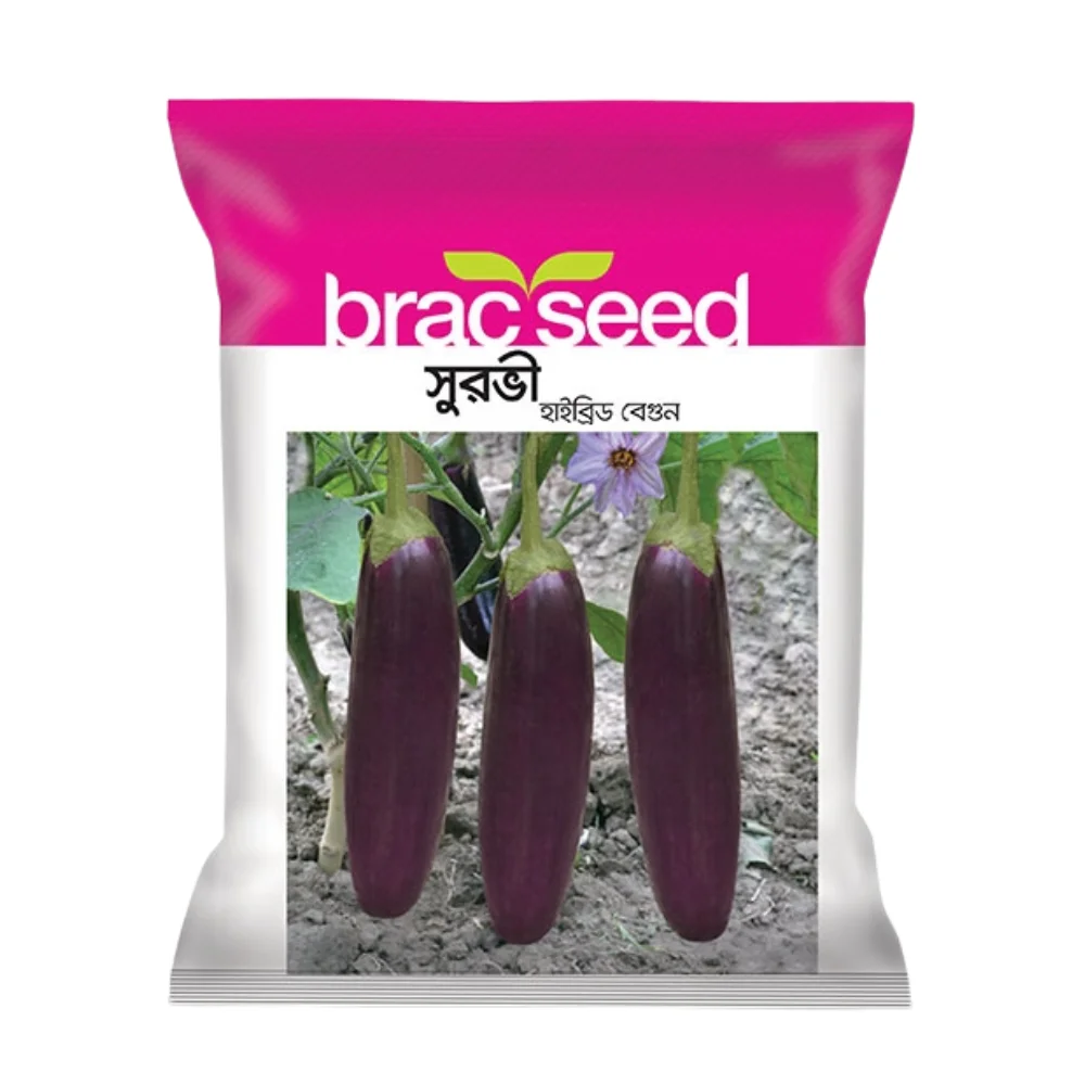 Surovi F1 Hybrid Brinjal Seeds - সুরভী হাইব্রিড বেগুন বীজ (High Yielding & Disease Resistant)