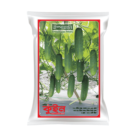 F1 Hybrid Cucumber Seed Queen (কুইন শসা বীজ) | High Yield Hybrid Cucumber Seeds BD