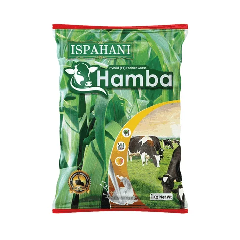 F1 Hybrid Hamba Grass Seed - অধিক ফলনশীল ও পুষ্টিকর হাইব্রিড হাম্বা ঘাস বীজ