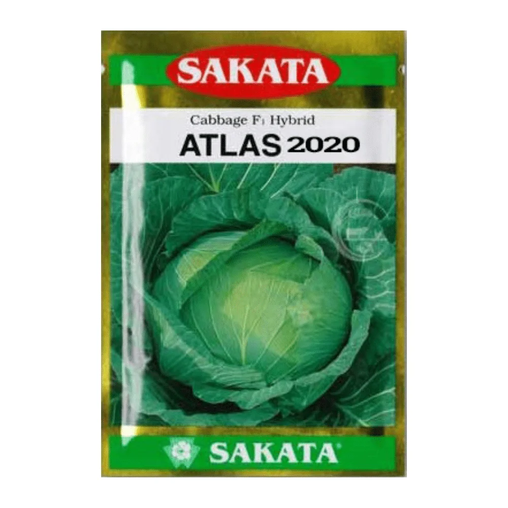 Atlas 2020 F1 Hybrid Cabbage Seeds - আটলাস ২০২০ হাইব্রিড বাঁধাকপি বীজ (High Yield & Compact Head)