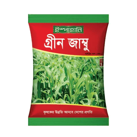 F1 Hybrid Green Jambu Grass Seed - উচ্চ প্রোটিন সমৃদ্ধ হাইব্রিড গ্রীন জাম্বু ঘাস বীজ