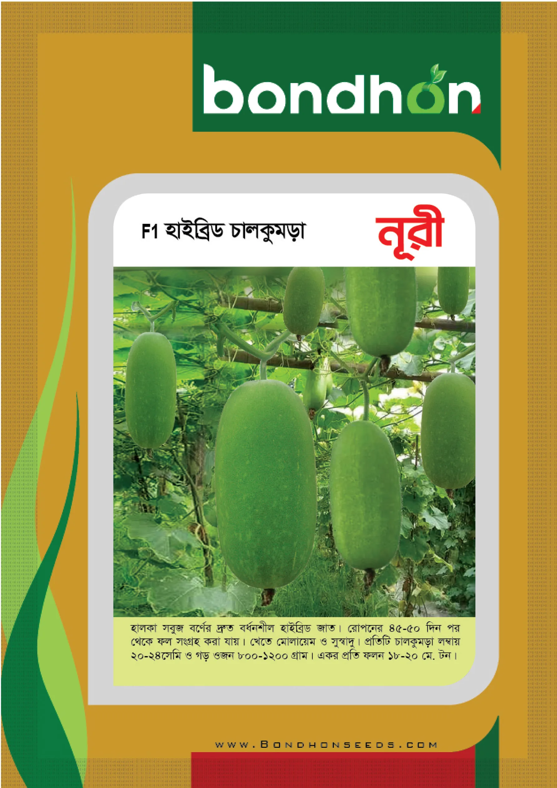F1 Wax Gourd- NURI- হাইব্রিড চাল কুমড়া – নুরী