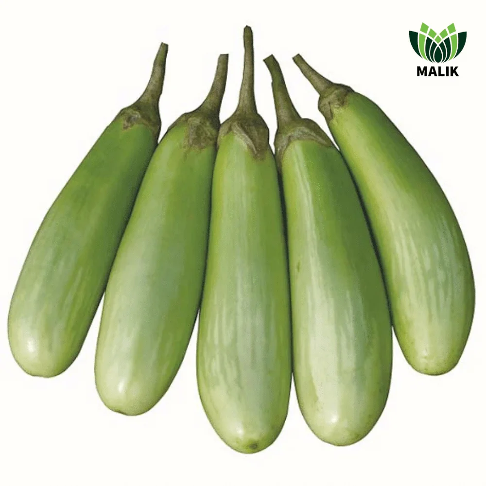 Pretom Hybrid Brinjal Seeds - প্রীতম হাইব্রিড বেগুন বীজ (High Yielding & Glossy Fruit)