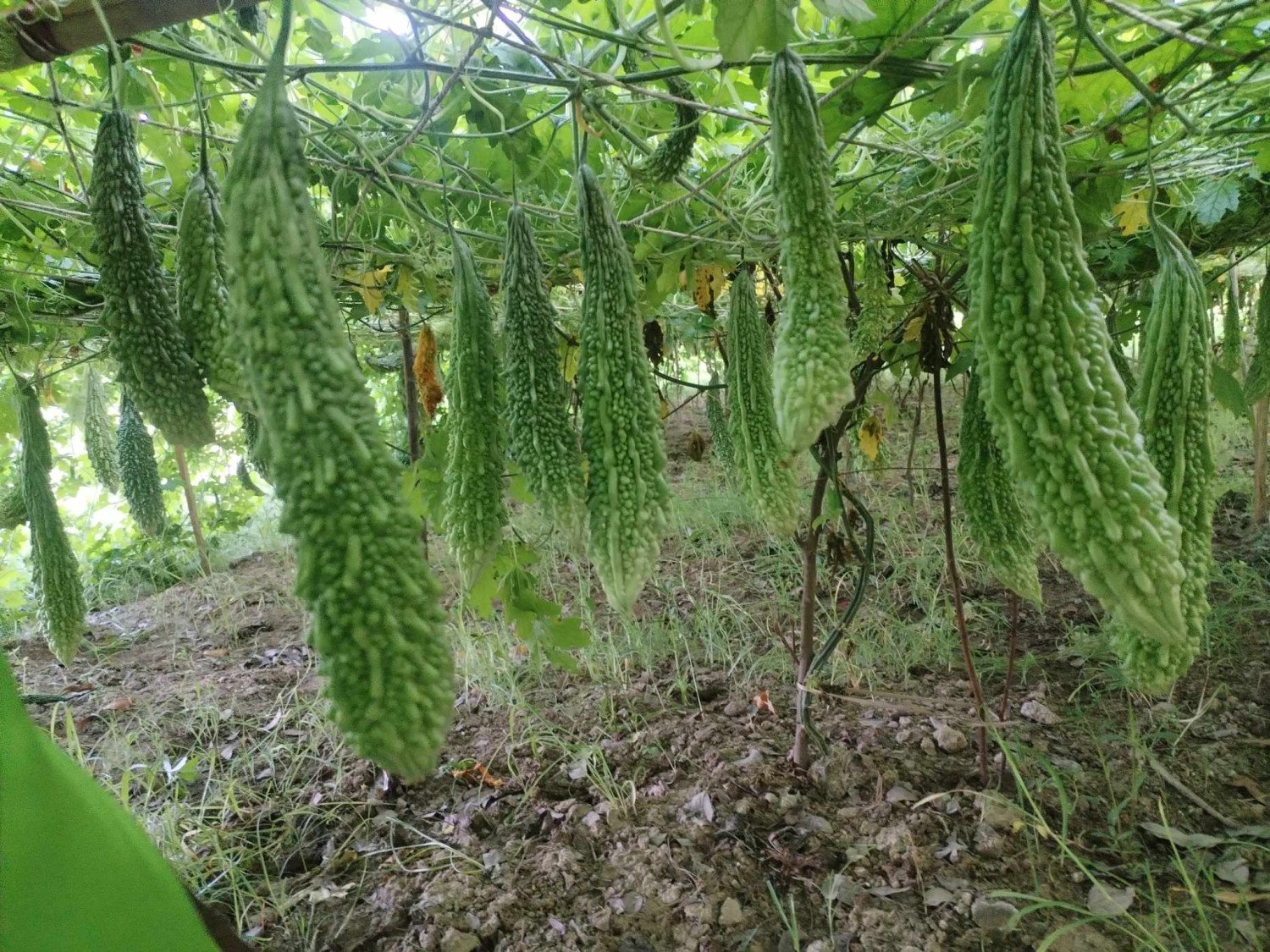 F1 Bitter Gourd - Ananna (অনন্যা)