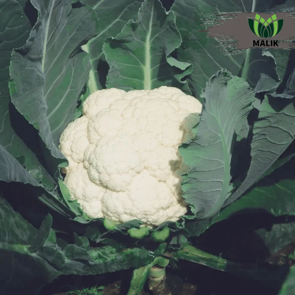 Flash 2020 F1 Hybrid Cauliflower Seeds - ফ্লাশ ২০২০ হাইব্রিড ফুলকপি বীজ (Super White & Early Variety)