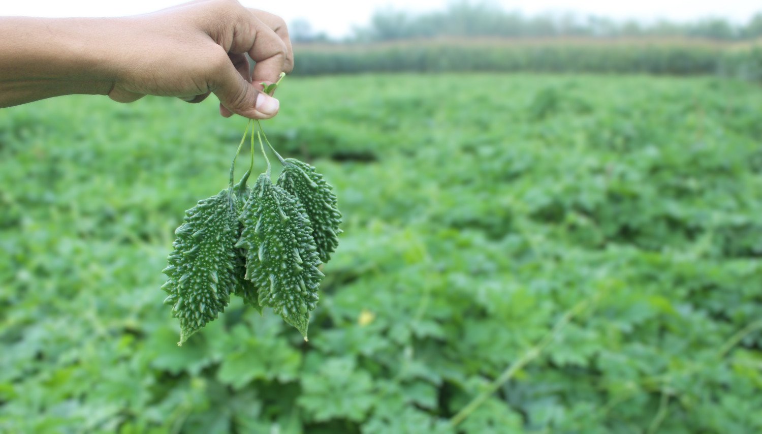 F1 Bitter Gourd - Nabab (নবাব)