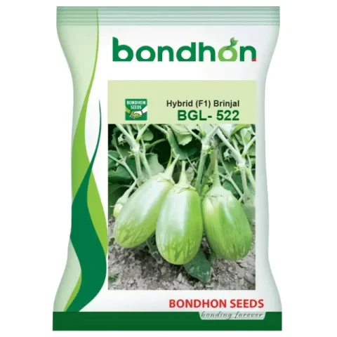 BGL-522 F1 Hybrid Brinjal Seeds - বিজিএল-৫২২ হাইব্রিড বেগুন বীজ (High Yielding)