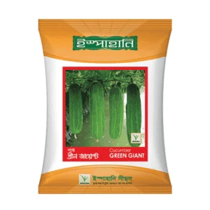 F1 Hybrid Cucumber Baromashi (বারোমাসি শসা বীজ) | All Season High Yield Cucumber Seeds BD