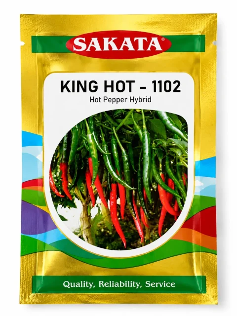 F1 Chilli Seed - King Hot - 1102 (হাইব্রিড মরিচ বীজ - কিং হট - ১১০২) | Sakata