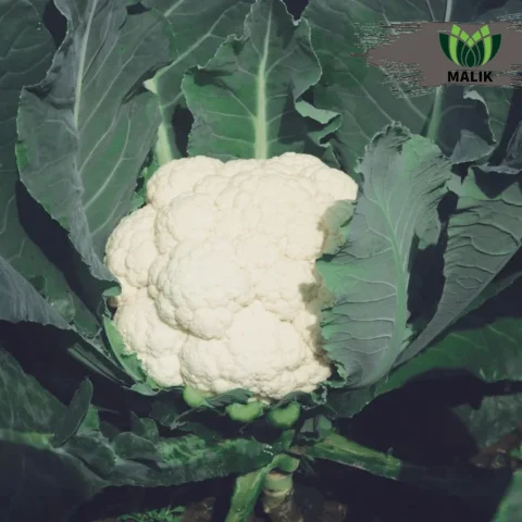 Flash 2020 F1 Hybrid Cauliflower Seeds - ফ্লাশ ২০২০ হাইব্রিড ফুলকপি বীজ (Super White & Early Variety)