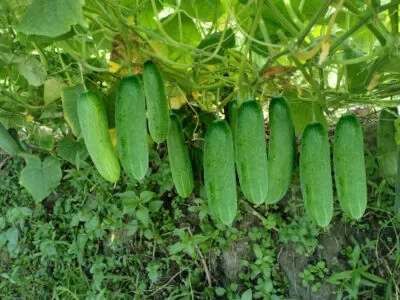 F1 Cucumber - Arish (আরিশ)