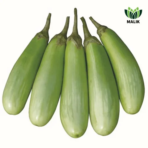 Pretom Hybrid Brinjal Seeds - প্রীতম হাইব্রিড বেগুন বীজ (High Yielding & Glossy Fruit)