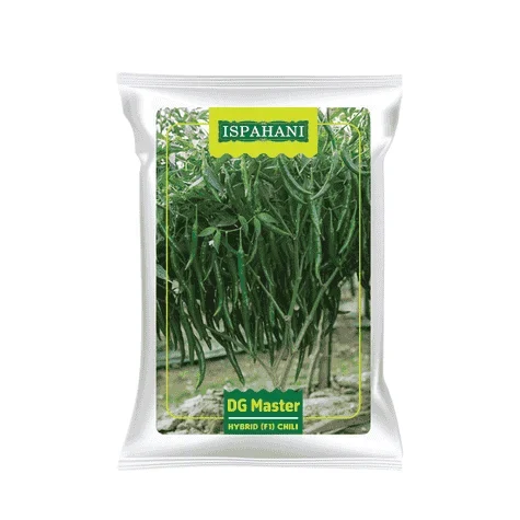 F1 Hybrid Chili Seed DG Master (High Yield) - ডিজি মাস্টার হাইব্রিড মরিচ বীজ
