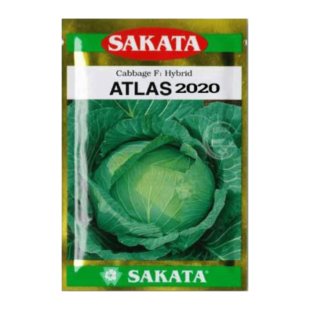 F1 Hybrid Cabbage Seeds Atlas 2020