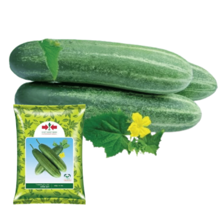 F1 Hybrid Cucumber Seeds Tamim Plus