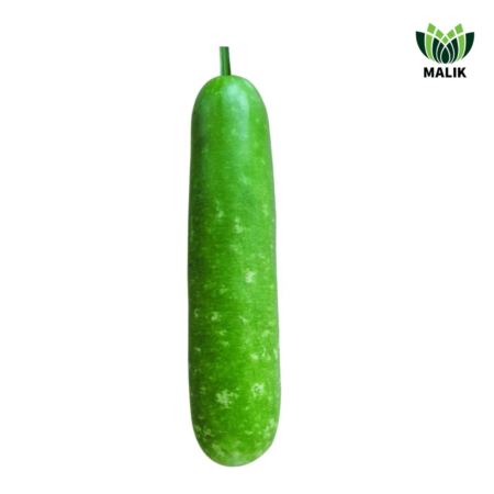 F1 Hybrid Cylindrical Bottle Gourd Seeds Shanti