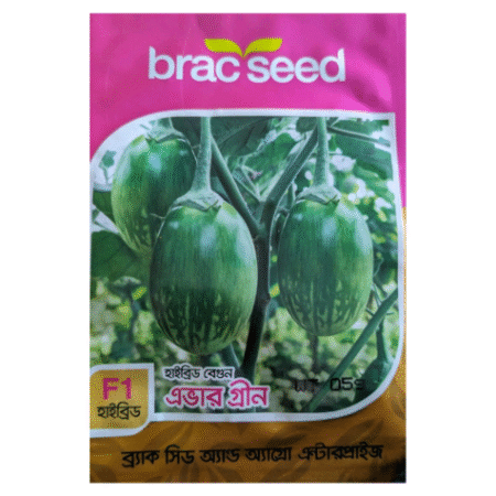 F₁ Hybrid Brinjal Seed Evergreen
