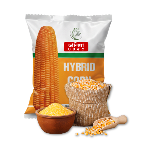 Hybrid Maize Seed Daliya 4455