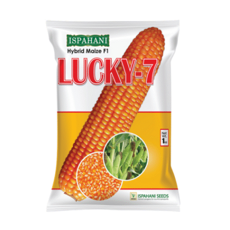 Hybrid Maize Seed Lucky-7