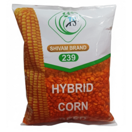 Hybrid Maize Seed Shivam
