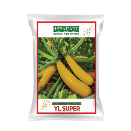 F1 Hybrid Ridge Gourd Seed YL Super