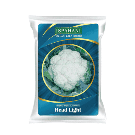 F1 Hybrid Cauliflower Seed Headlight